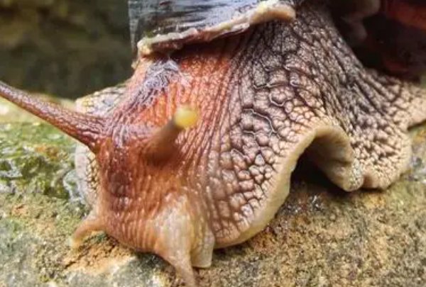 牵萝补屋打一生肖