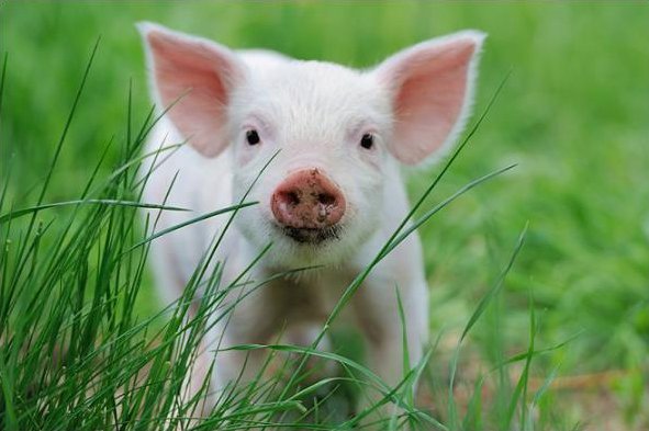 2023.12.6.一代英雄打一生肖