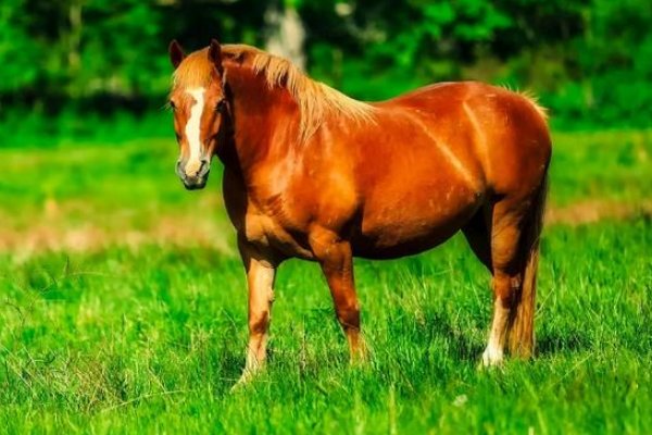 袭人故技打一动物生肖?