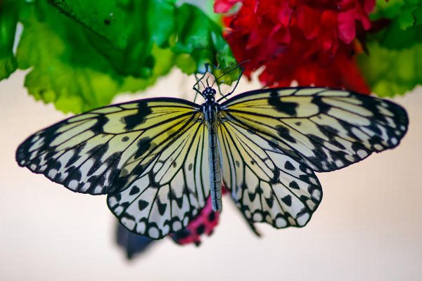 有哪些有毒的蝴蝶？