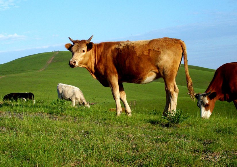猜一猜,在牛的眼中,能看到什么颜色