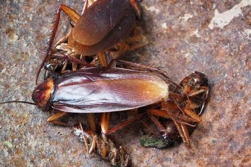 为什么叫蟑螂为“打不死的小强”？