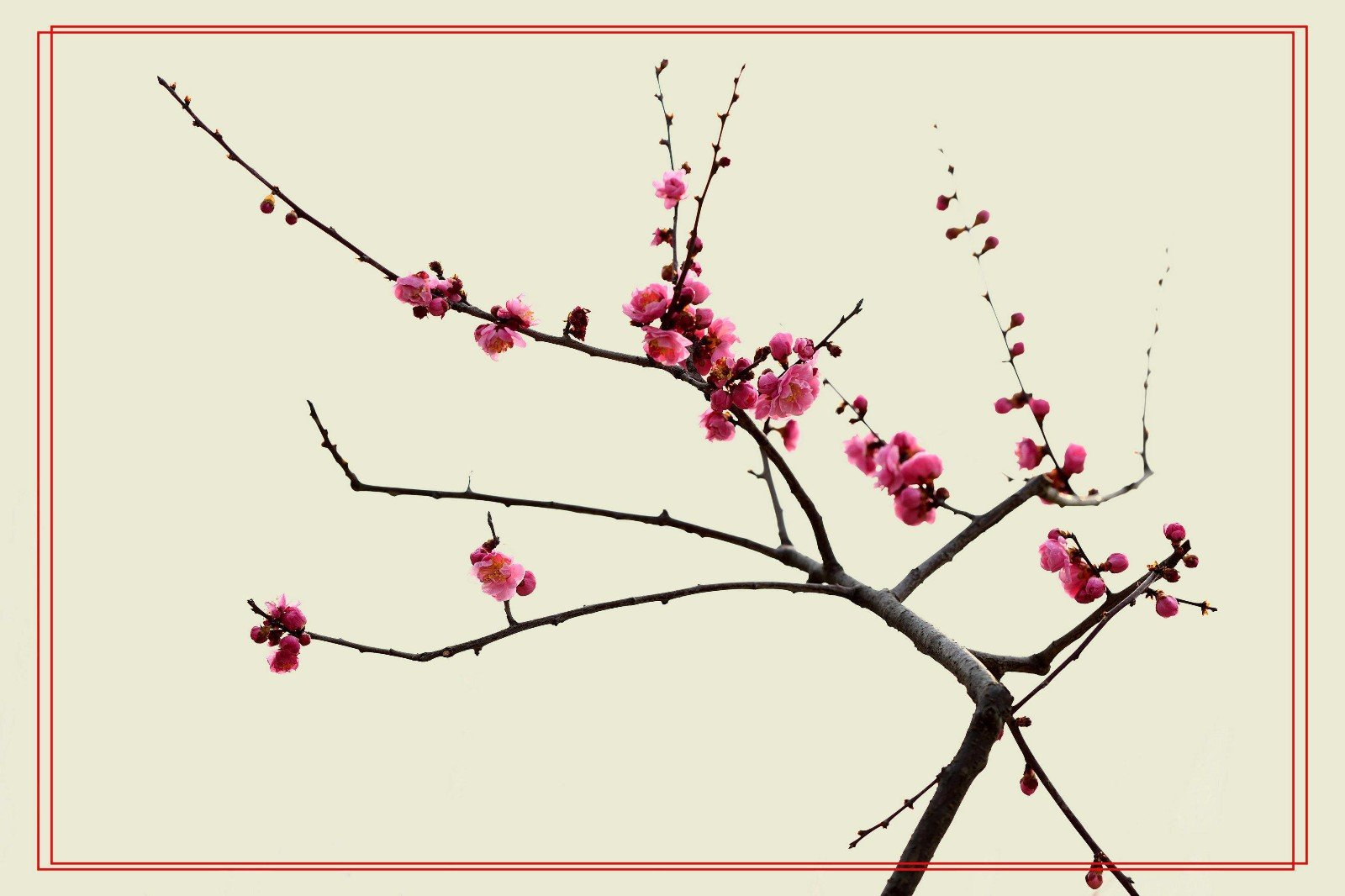 诗句“莫待无花空折枝”的上一句？