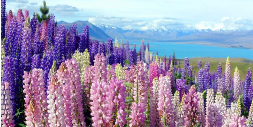 《鲁冰花》为何恐怖？