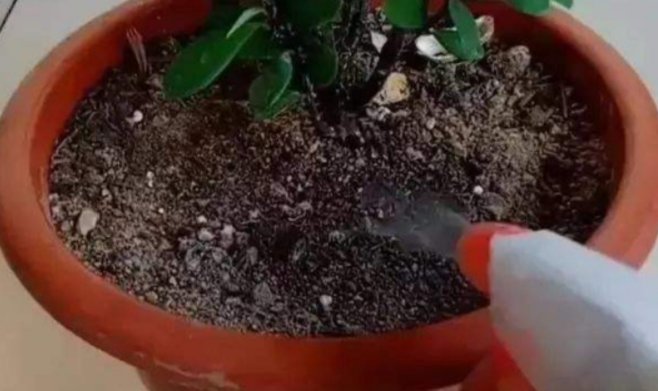 花盆里很多小飞虫，繁殖快消灭不完，有什么办法可以彻底消灭？