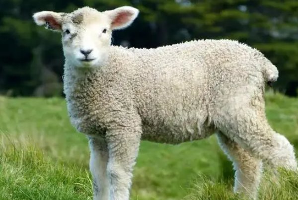 黑牛白角是什么生肖