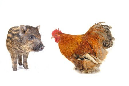 点滴归公开过什么生肖