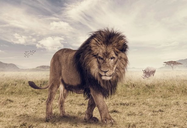 动物中的十大霸主都有谁呢？