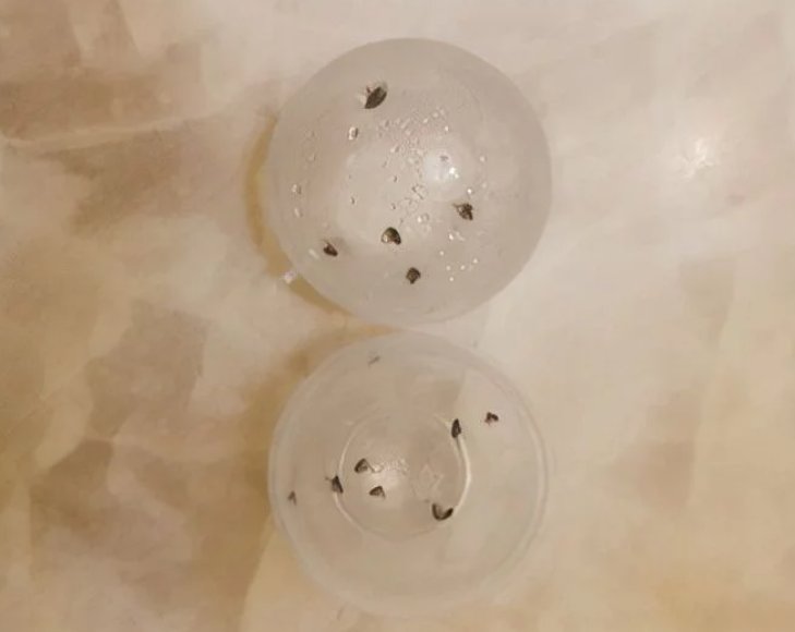 北京一小区地下车库跳蚤泛滥成灾，这些跳骚到底是哪儿来的？