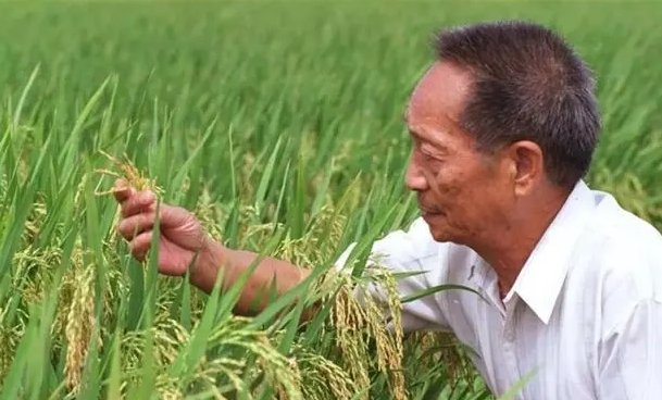袁隆平发明的水稻我们在吃吗?