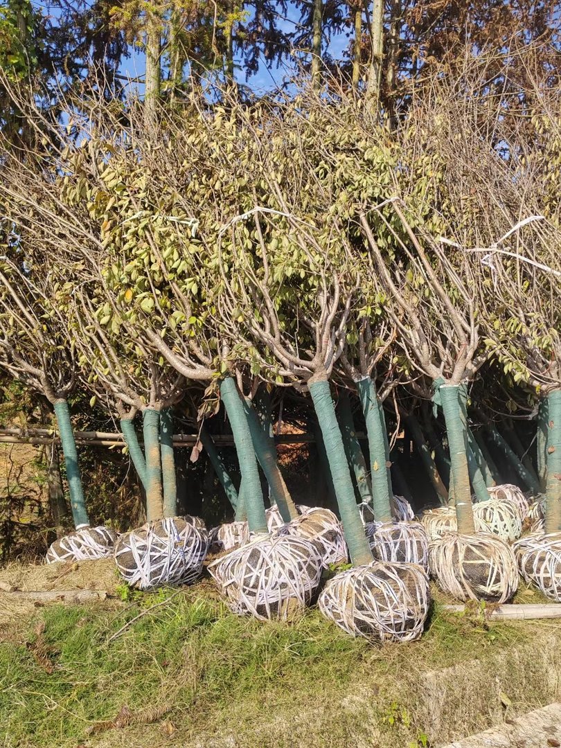 樱花开在什么季节，盛开在几月份