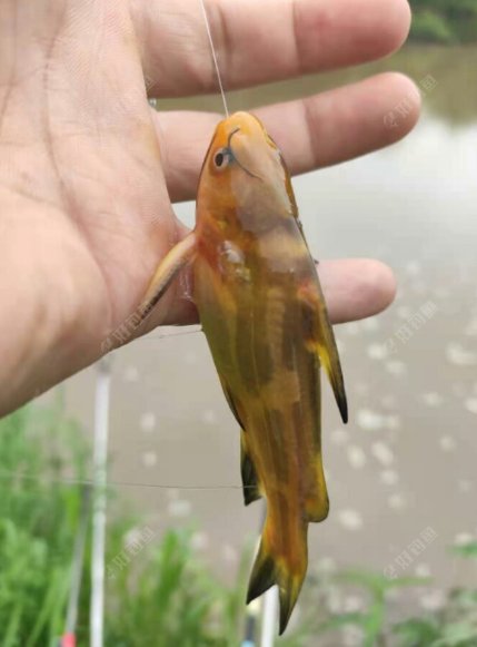 钓嘎鱼最佳时间是什么时候