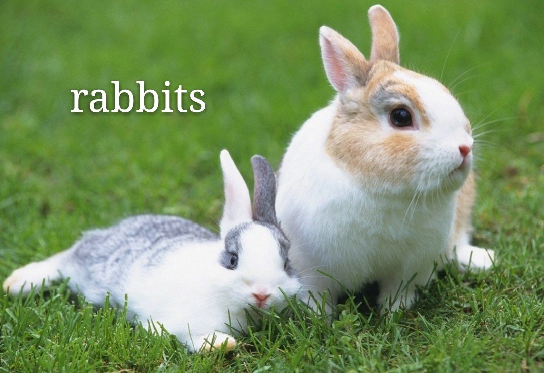rabbits怎么读,是什么意思