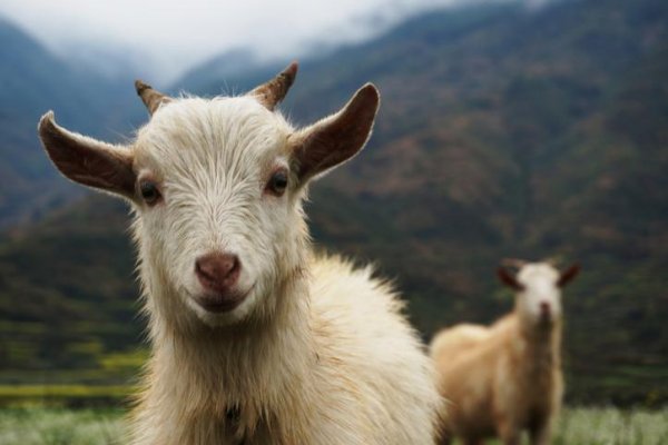 静观其变打一生肖是什么