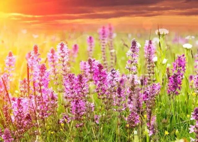 矫揉造作的意思