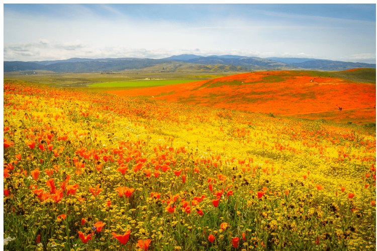 烂漫是什么意思