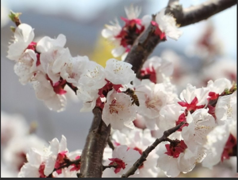 及弟花是什么花
