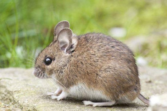 星星之火是什么意思打一生肖