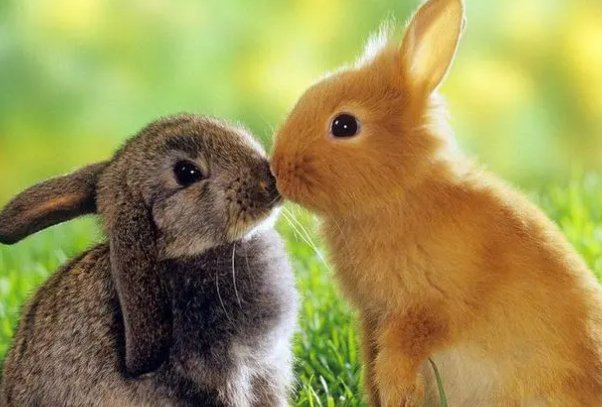 小康人家打一动物生肖