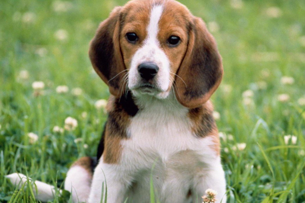 潦草塞责打一正确生肖