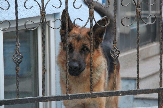 德牧壮壮为何被枪杀？