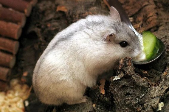 星星之火是什么意思打一生肖