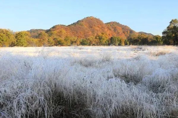 江苏可能迎来霜冻，过早降温会否对秋收造成影响？