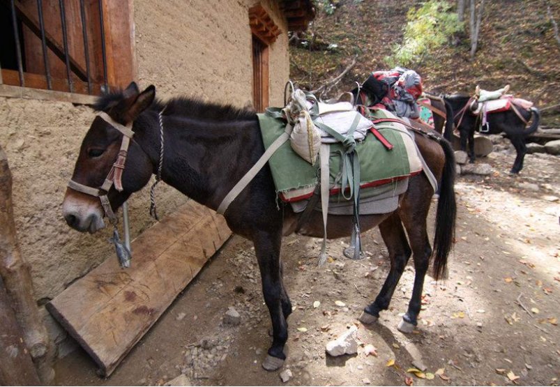 二年级用甩字造句