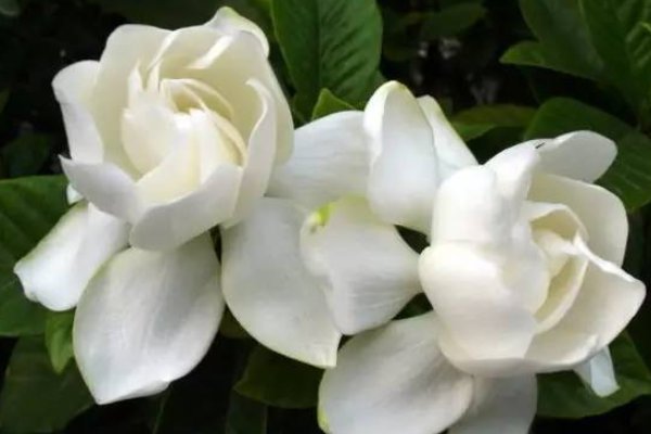 gardenia什么意思