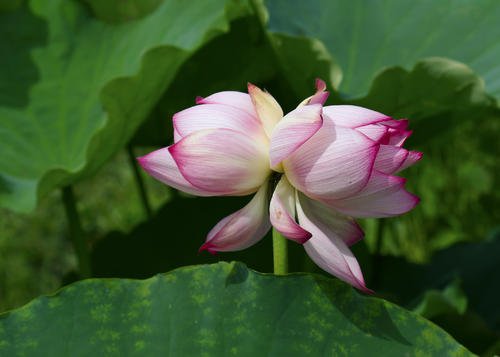 南京玄武湖并蒂莲被游客摘下，这游客素质为何这么低？