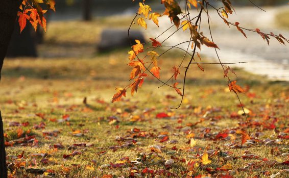 一叶知秋下一句是什么