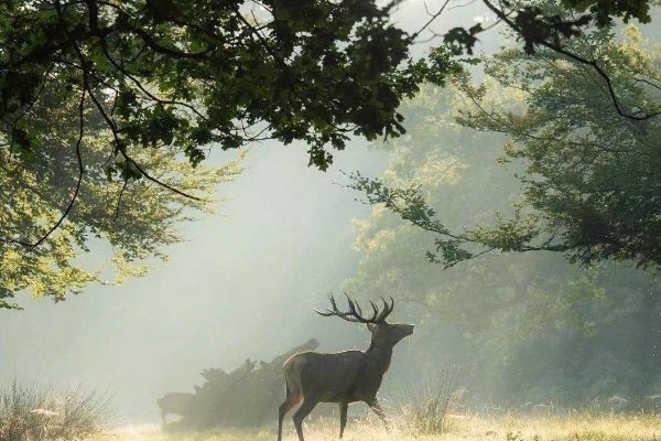 林深时见鹿什么寓意