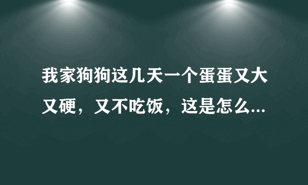 我家狗狗这几天一个蛋蛋又大又硬，又不吃饭，这是怎么了？走路一瘸一瘸的