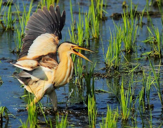 小鸟遇人僵直脖子伪装枯草，这种鸟有什么生活习性？
