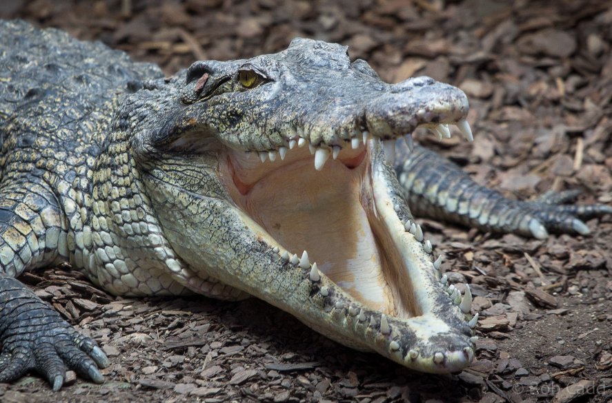 鳄鱼的英语怎么读crocodiles