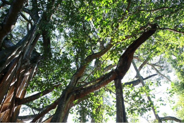 树大招风的精准生肖有哪些