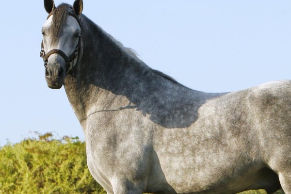 奔车朽素猜生肖