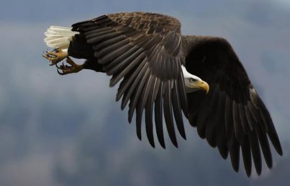 天上飞的是什么地上跑的是