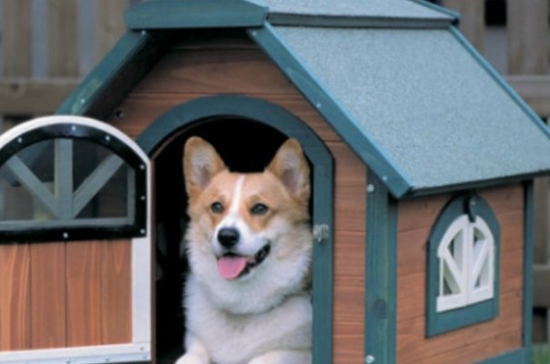 三年级续写小狗学叫第二种结局