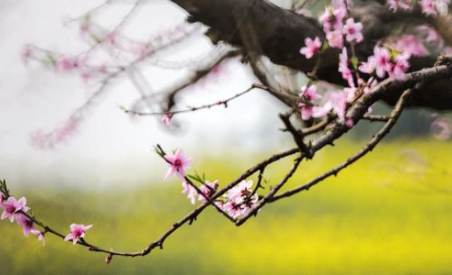 二月春风似剪刀，哪里的春风是最温柔，最风和日丽的？