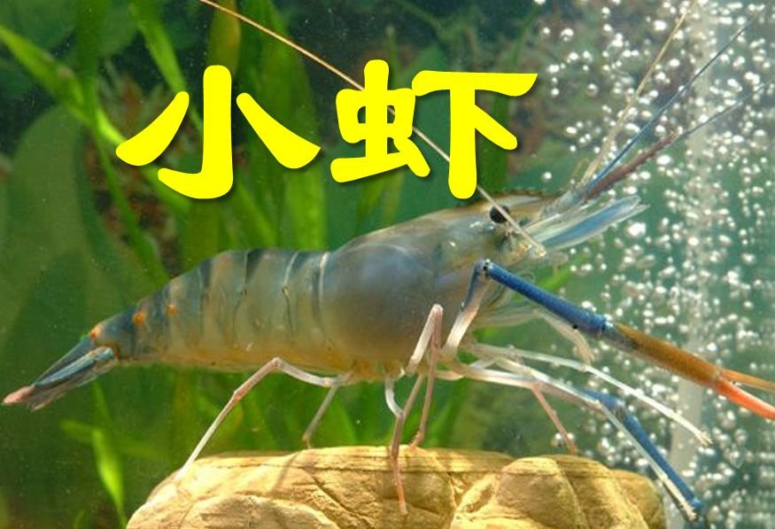 《小虾》一文写出了小虾什么特点？