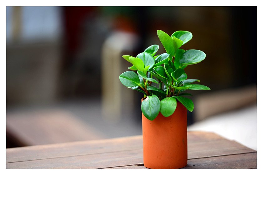 枞树鸡的种群现状