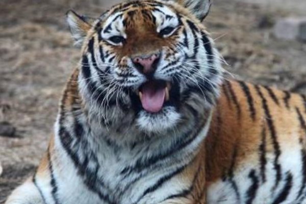 劈天盖地打一动物生肖