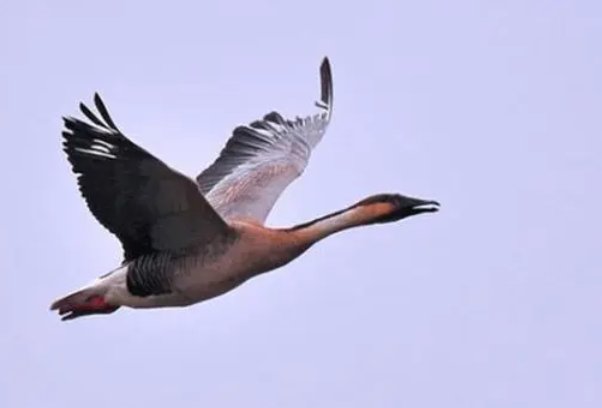 从古到今哪些人的死轻于鸿毛