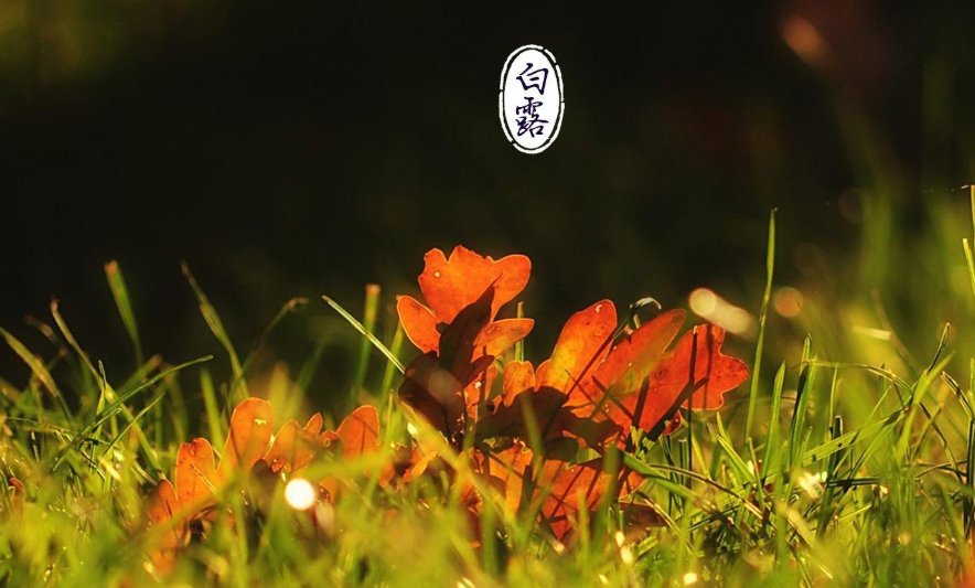 鸿雁来；玄鸟归；群鸟养羞。什么意思?