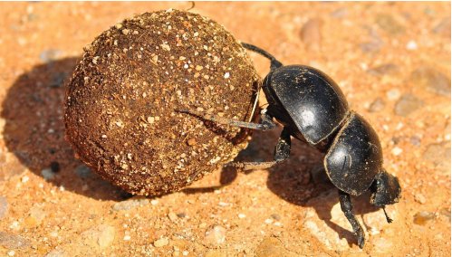 小鸡宝宝考考以下哪种动物会飞