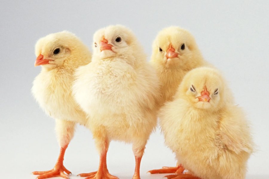 春色红梅香万树比喻什么生肖