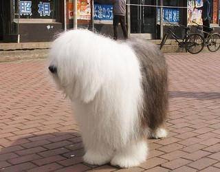 谁知道古牧犬好养吗，朋友说养了之后像多了一个孩子，真的吗？