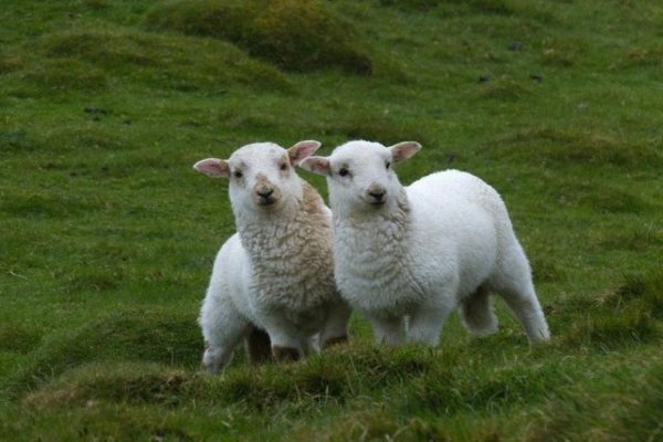 静观其变打一生肖是什么