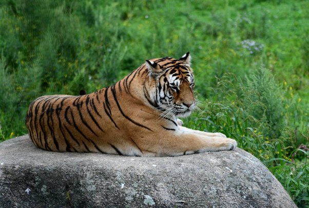 四条光棍指什么生肖